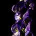 Purple Bloom - Floral Art Prints
